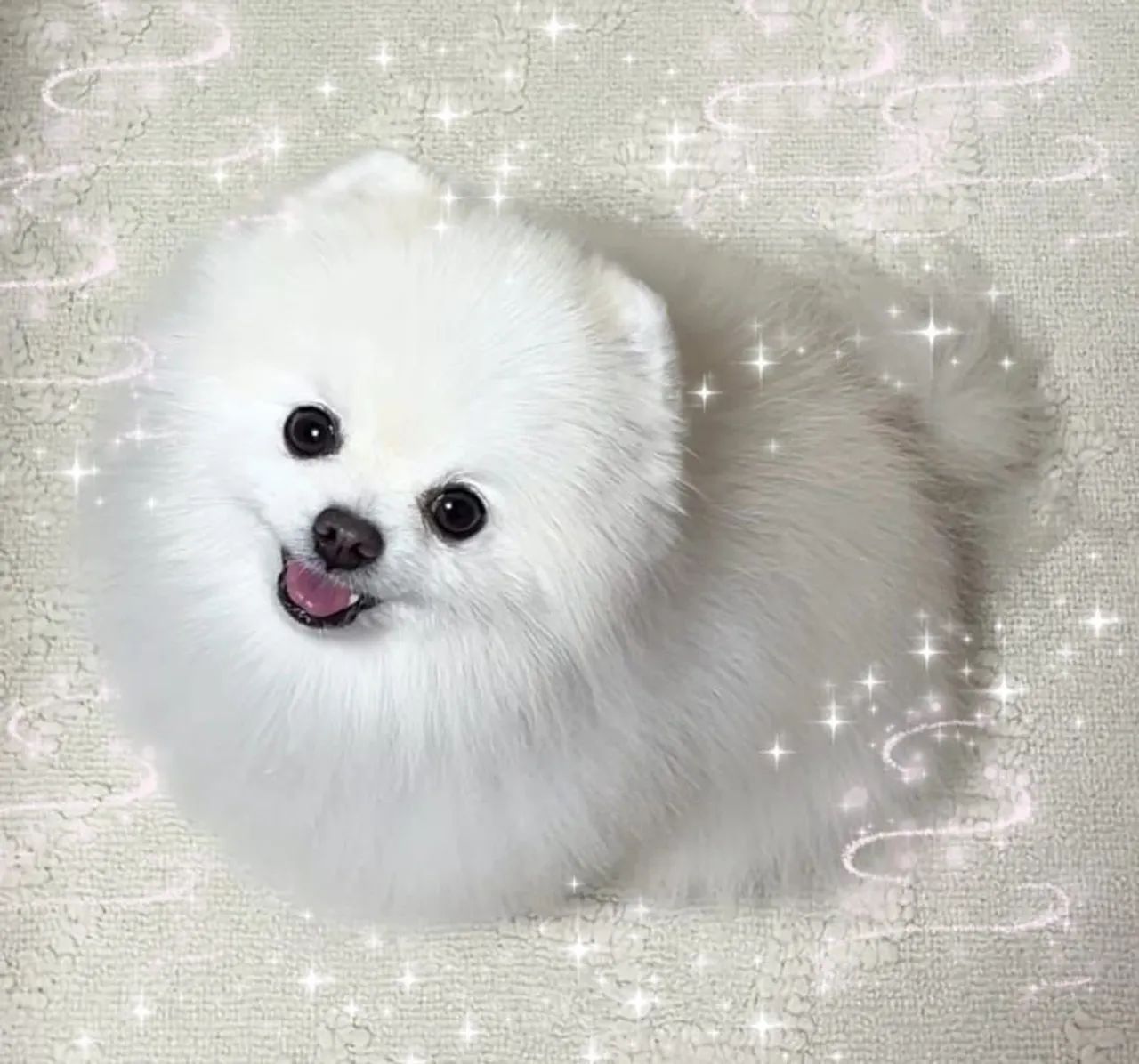 Filhote de Spitz Alemão. Promoção  - Foto 3
