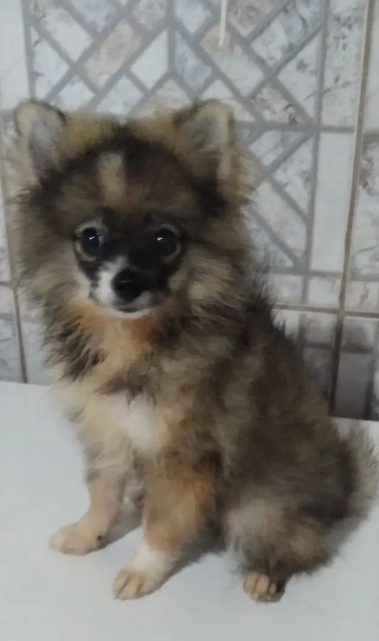 Spitz Alemão