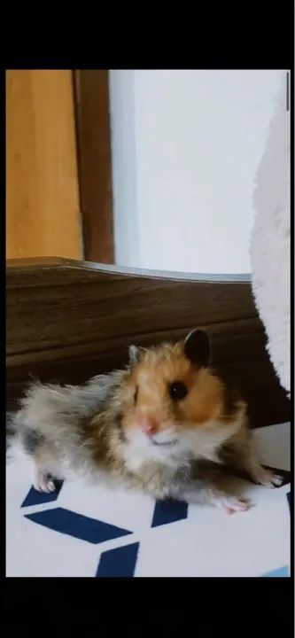 Hamster sírio  - Foto 3