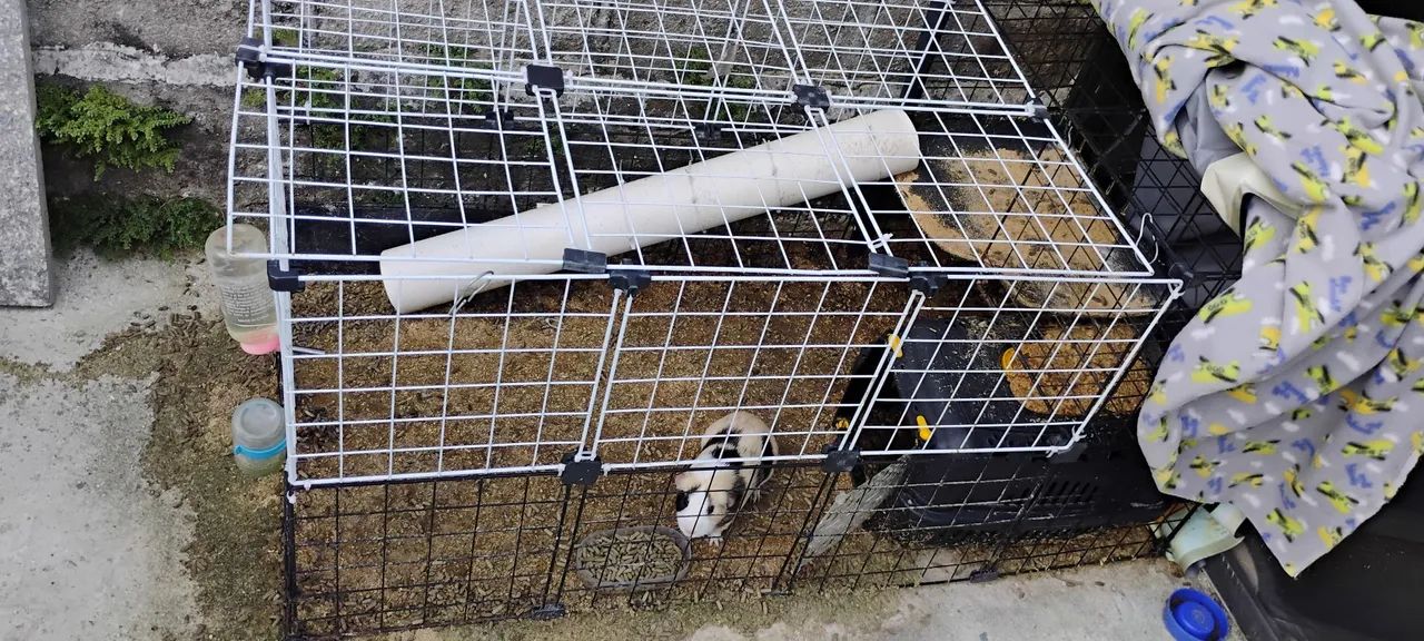 Vendo porquinho da Índia  - Foto 3