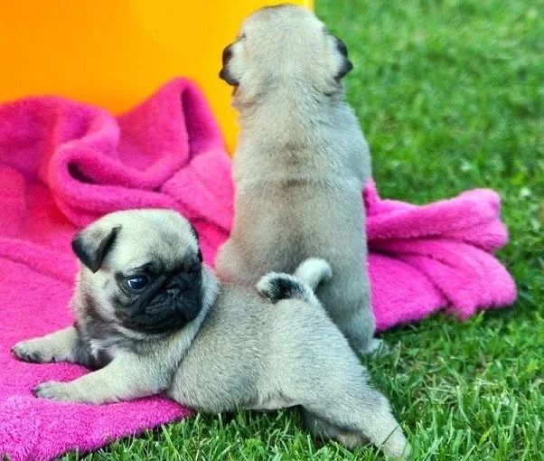  Fêmea e Macho , Pug Filhotinhos Para Apartamento  - Foto 5