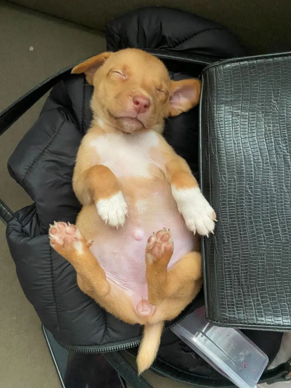 Cachorrinha caramela filhote para doação