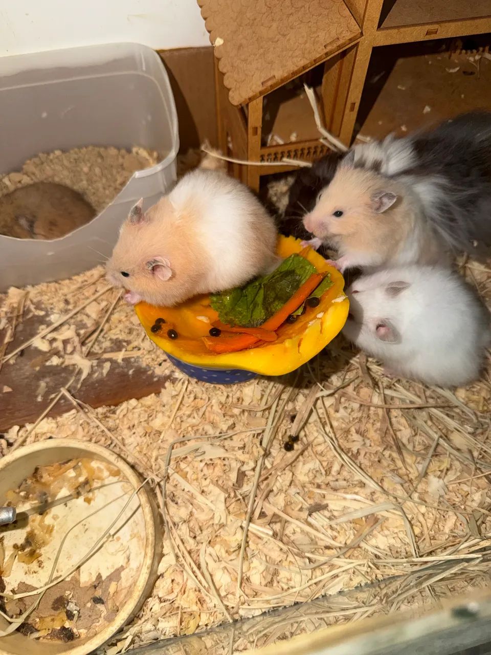 Filhotes de hamster angoras  - Foto 5