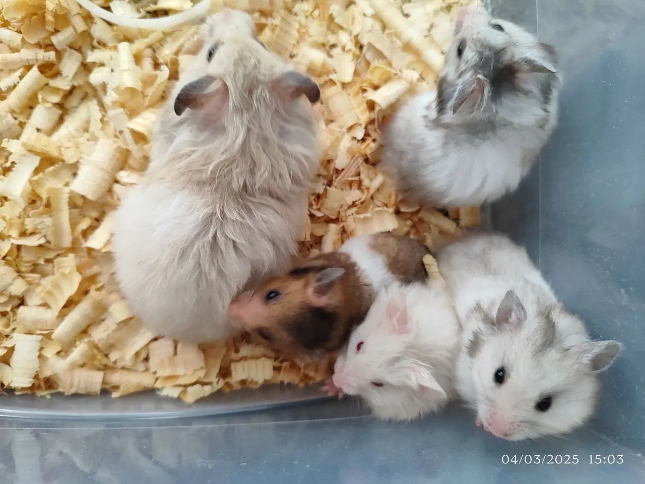 Hamster sírio ursinho - Foto 3