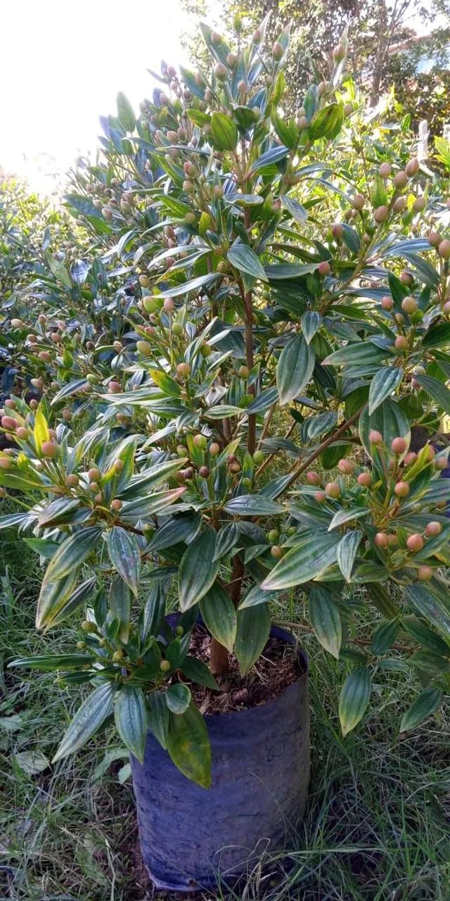 Manacá da serra tricolor  - Foto 3