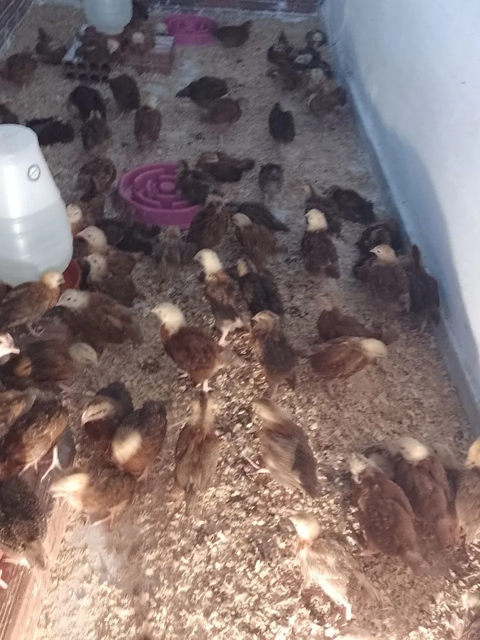 PINTINHAS EMBRAPA 051 , COM 30 DIAS