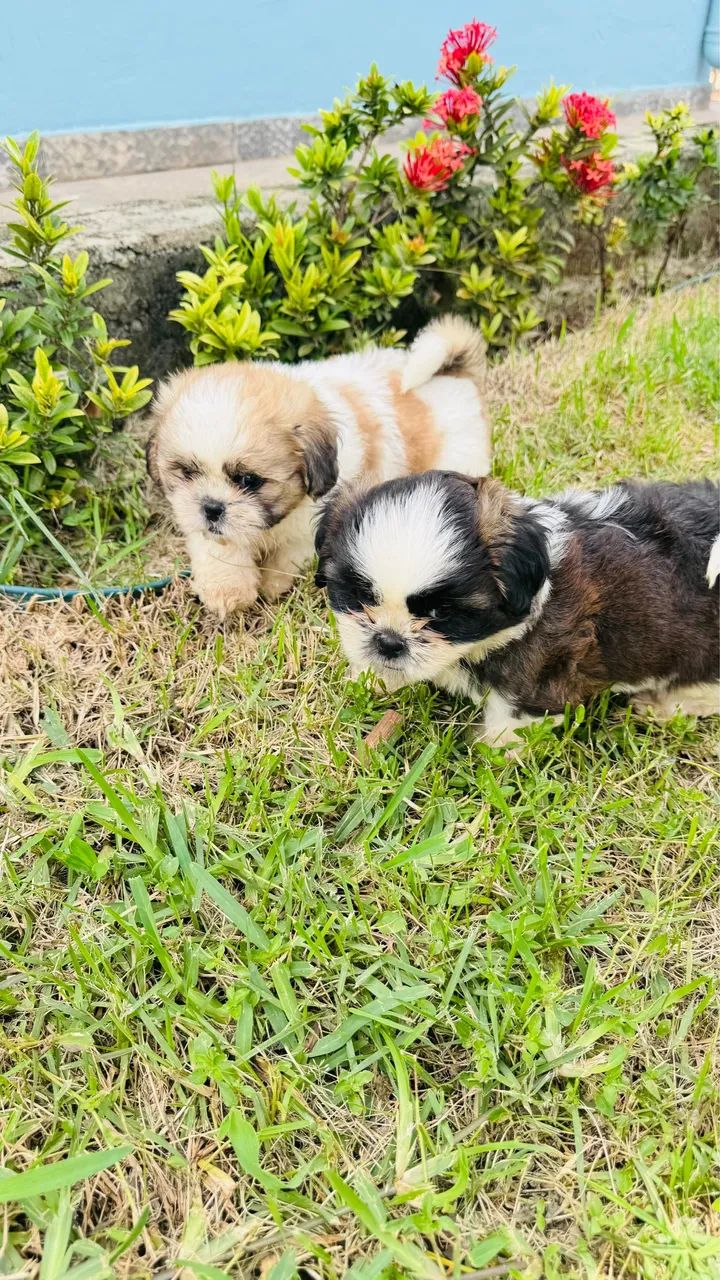 Filhotes Shih-tzu lindos e saudáveis - Foto 3