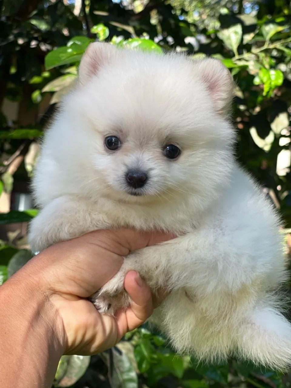 Lulu da Pomerania minúsculo  - Foto 4