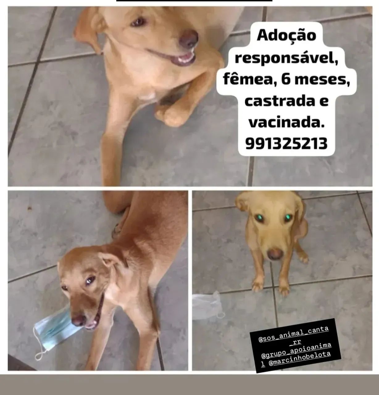 Cachorra para adoção responsável - Foto 2