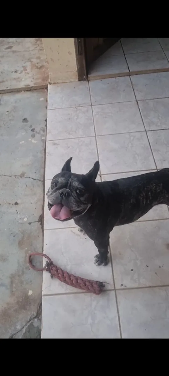 Bulldog Francês