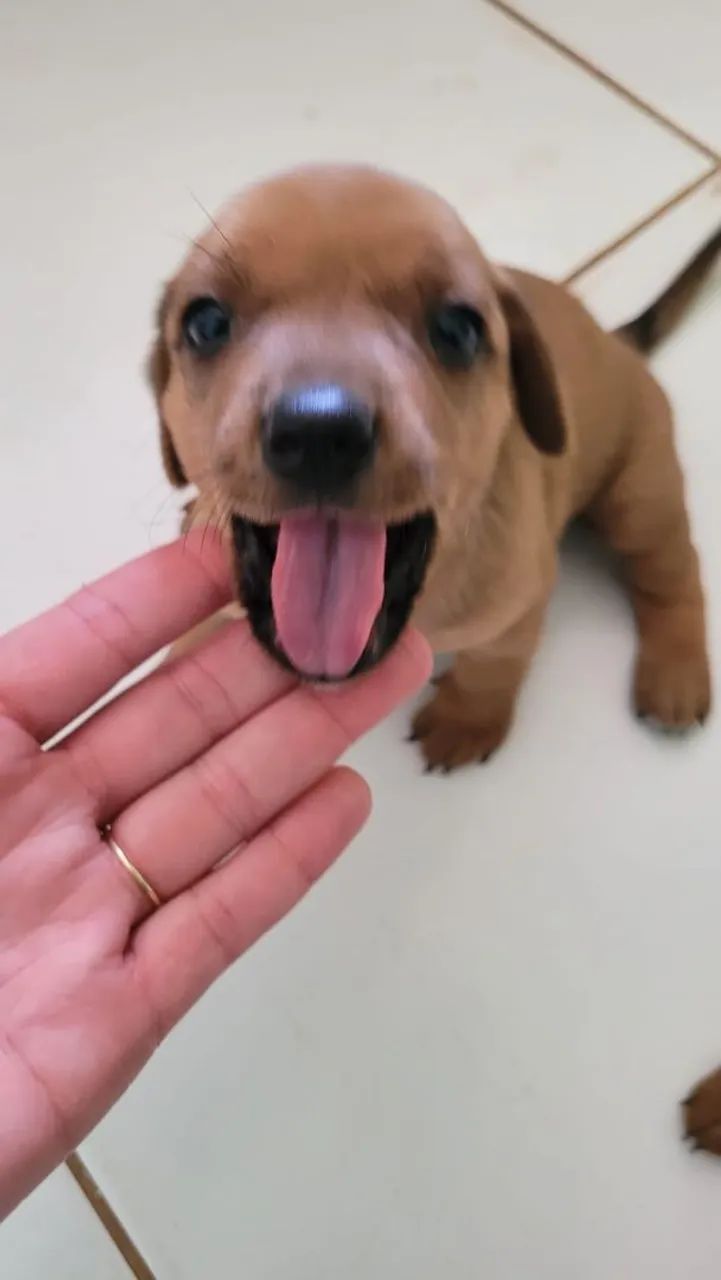 Vendo filhotes de Basset Cachorros Paraíso do Tocantins