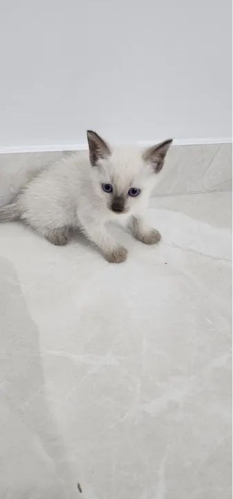 ADOÇÃO de gatos .  - Foto 3