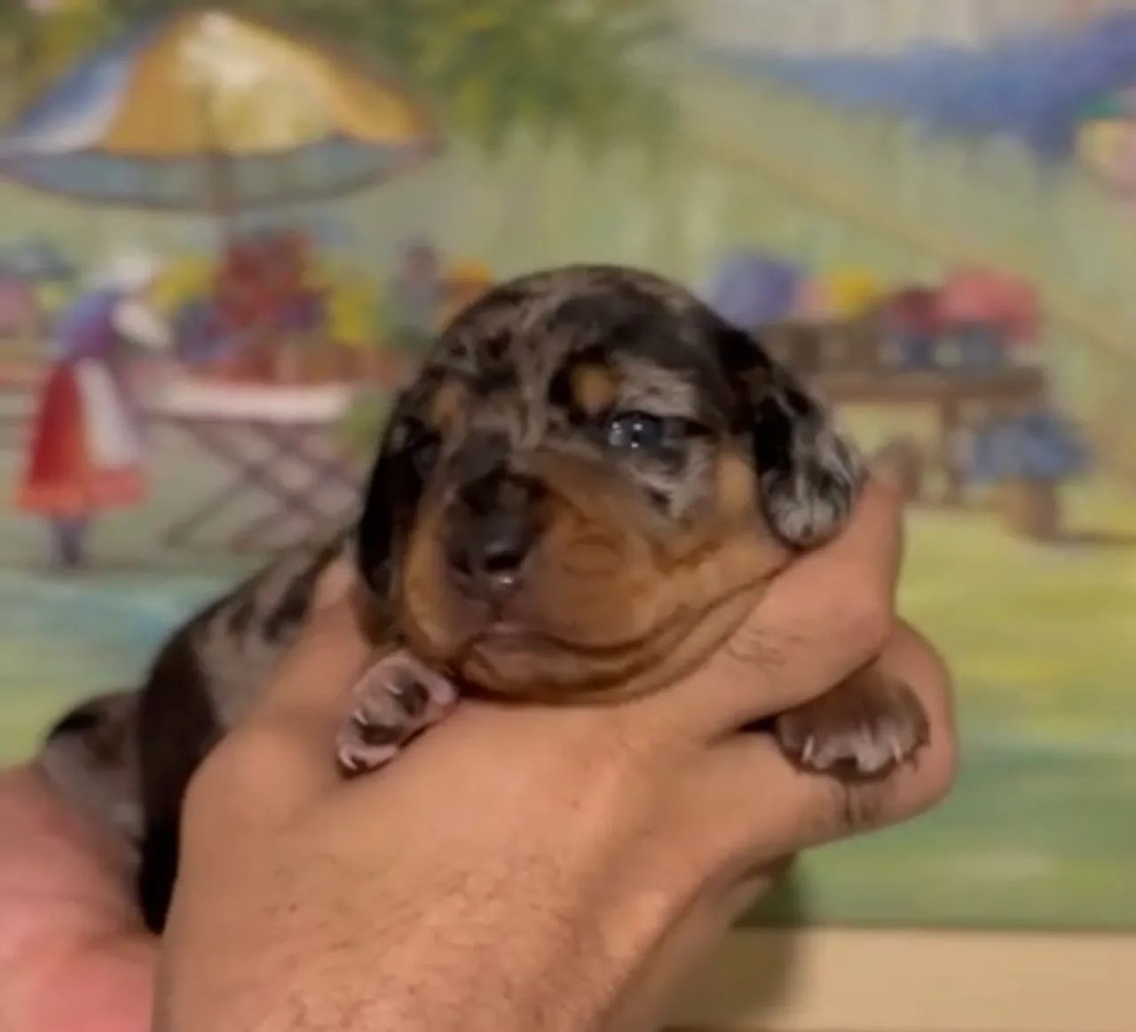 Filhote de salsinha  - Foto 3