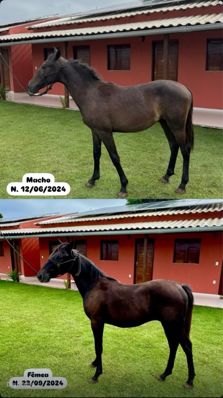 Dois potros a venda 