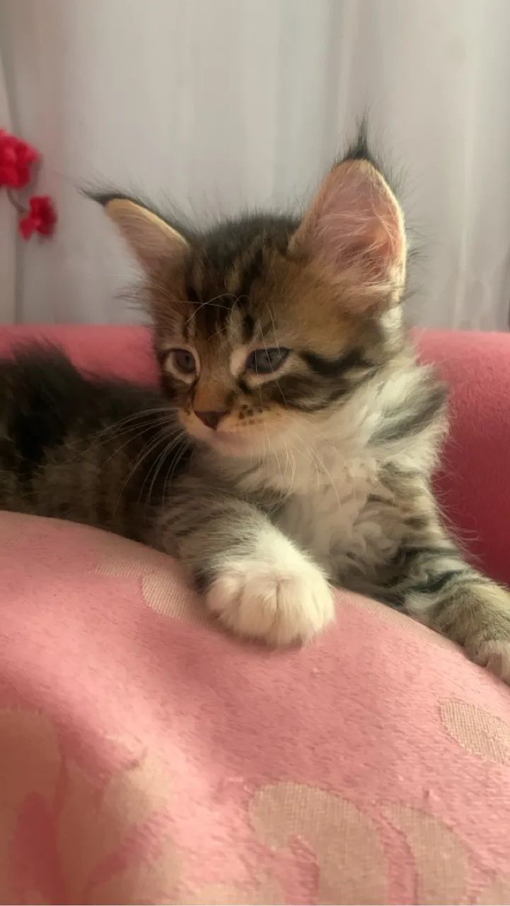 Filhote Maine Coon - Foto 4