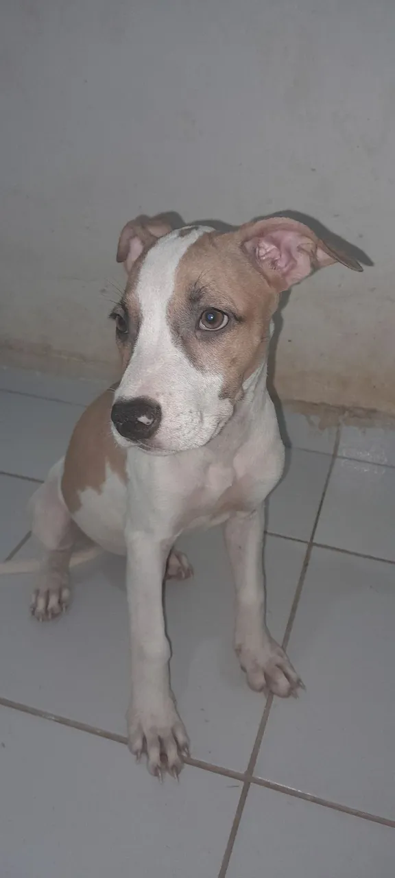 Filhotes de Pitbull fêmea