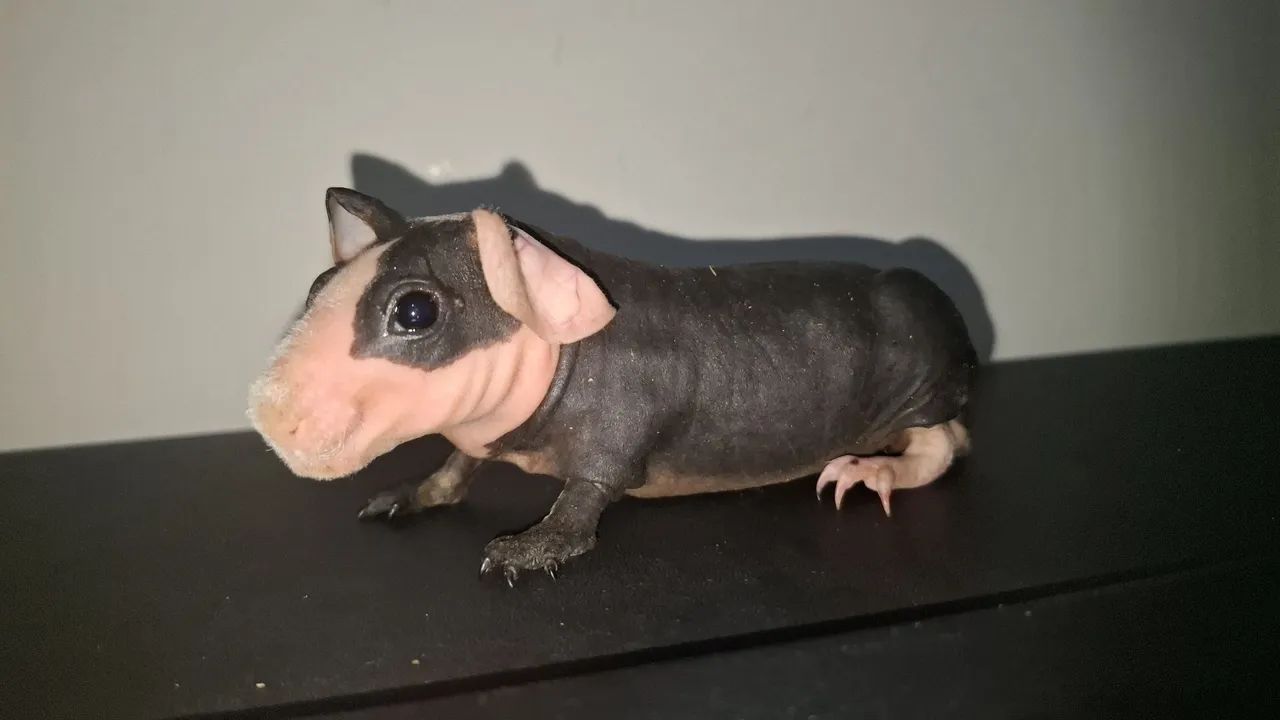 Porquinho da india skinny bicolor - Foto 3