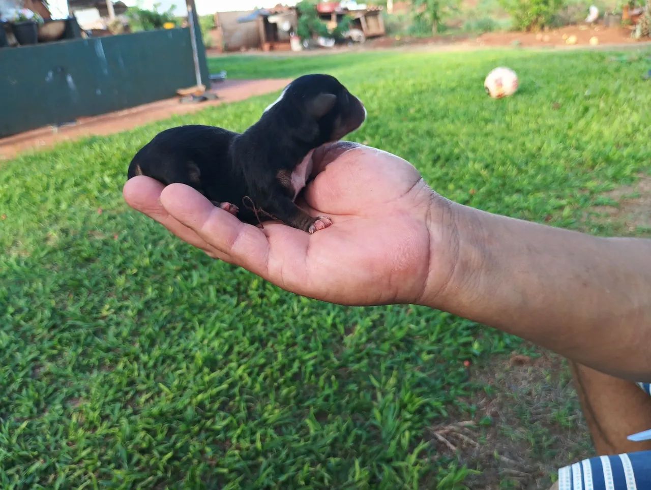 Fêmea de pinscher disponível para reservas  - Foto 5