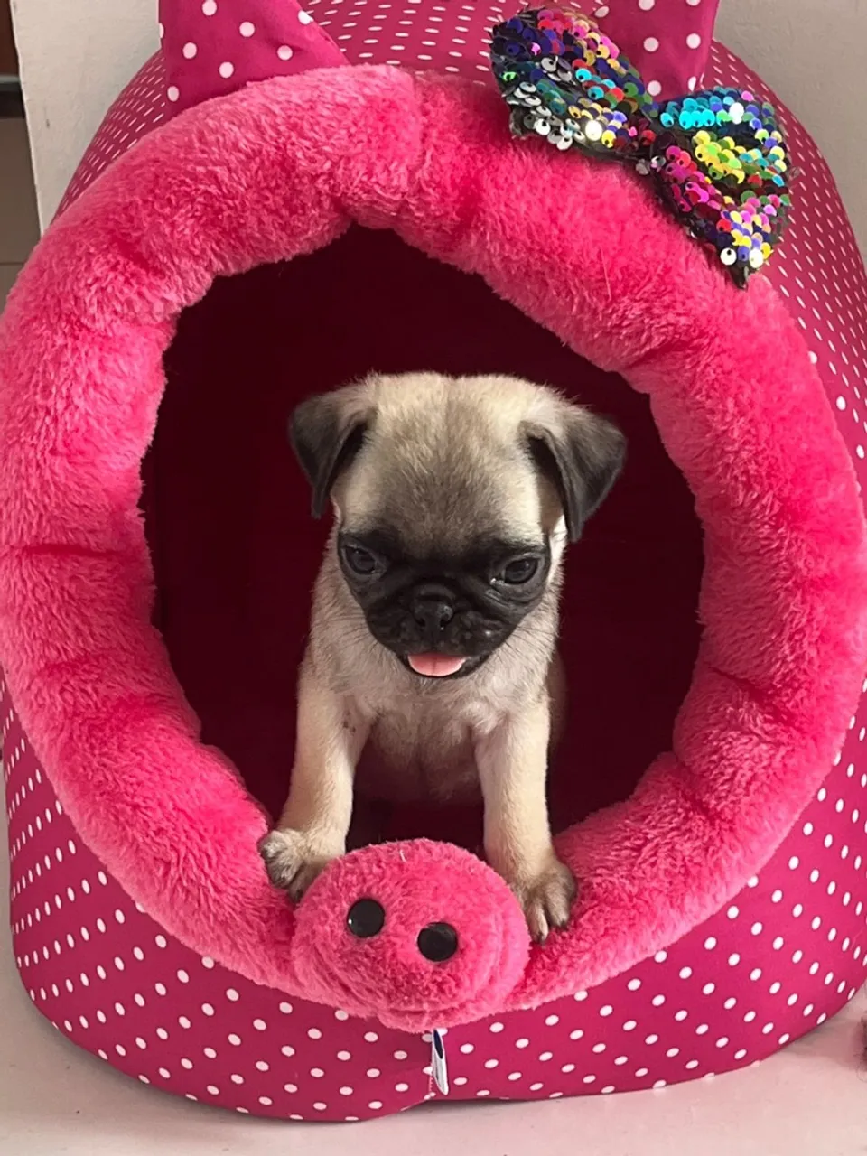 Filhote de Pug adorável à procura de um lar!