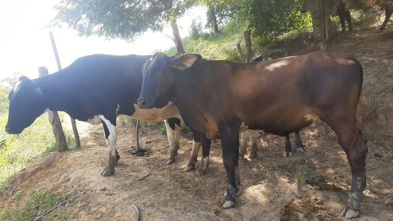 Duas bezerras leiteiras à venda - Foto 5