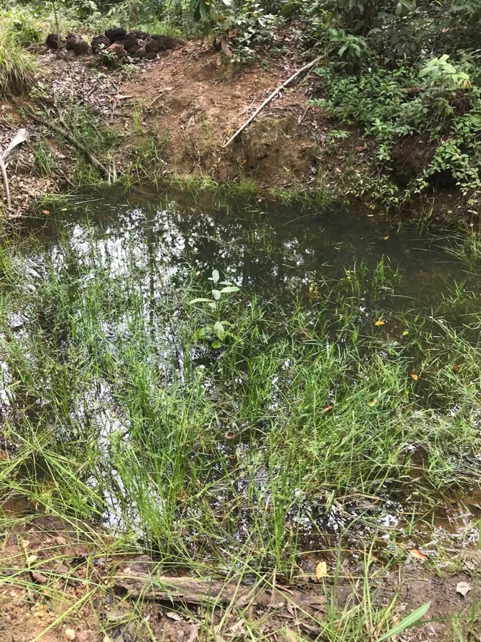 Sítio 11 hectares, pasto , represa, Internet oportunidade