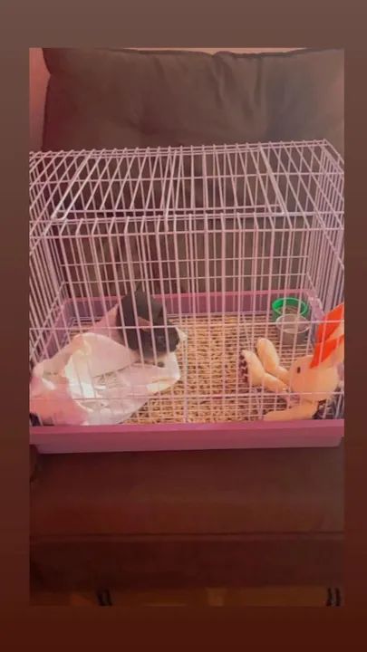 Vendo mini coelho com gaiola e acessórios  - Foto 2