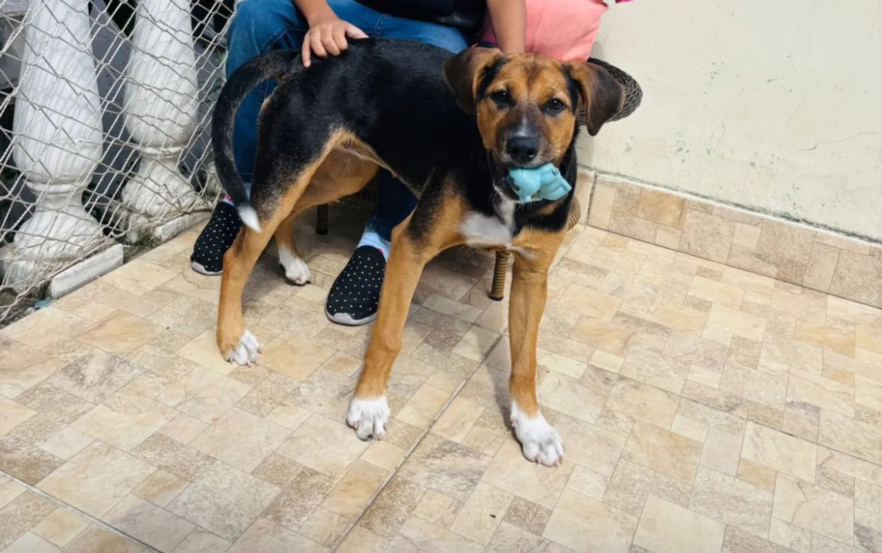 Filhote brincalhão e cheio de energia - ajuda de custo de R$300,00 - Foto 2