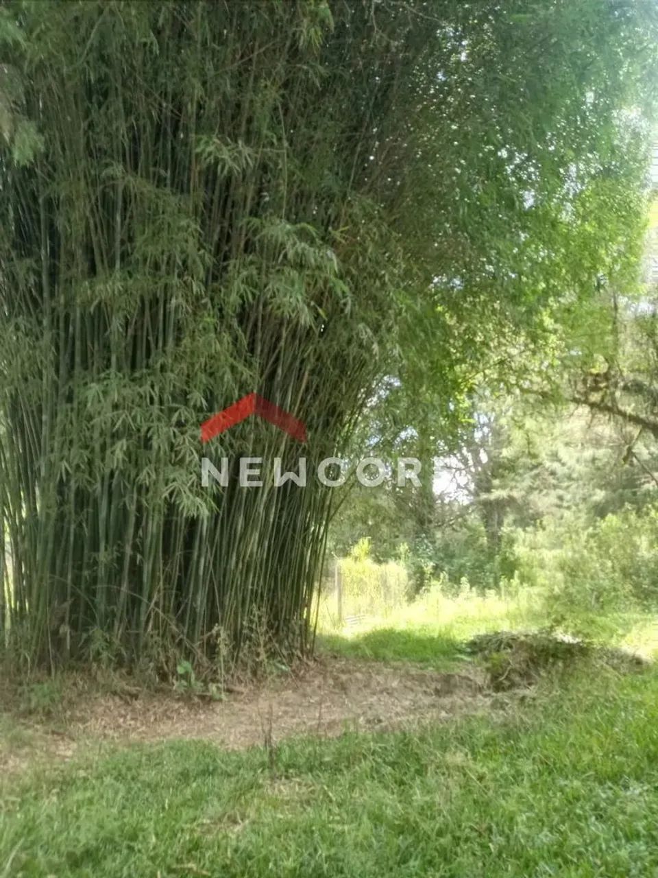 Chácara em Izaura Ravaglio da Rocha - Contenda - São José dos Pinhais/PR - Foto 5