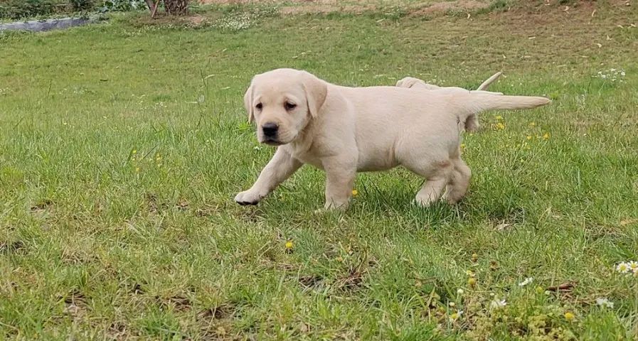 Labrador Bolinhas de Pelo Cheias de Amor - Foto 2