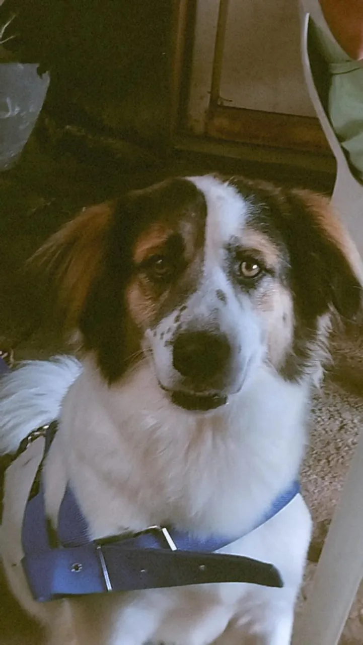 Cão Adorável para Adoção