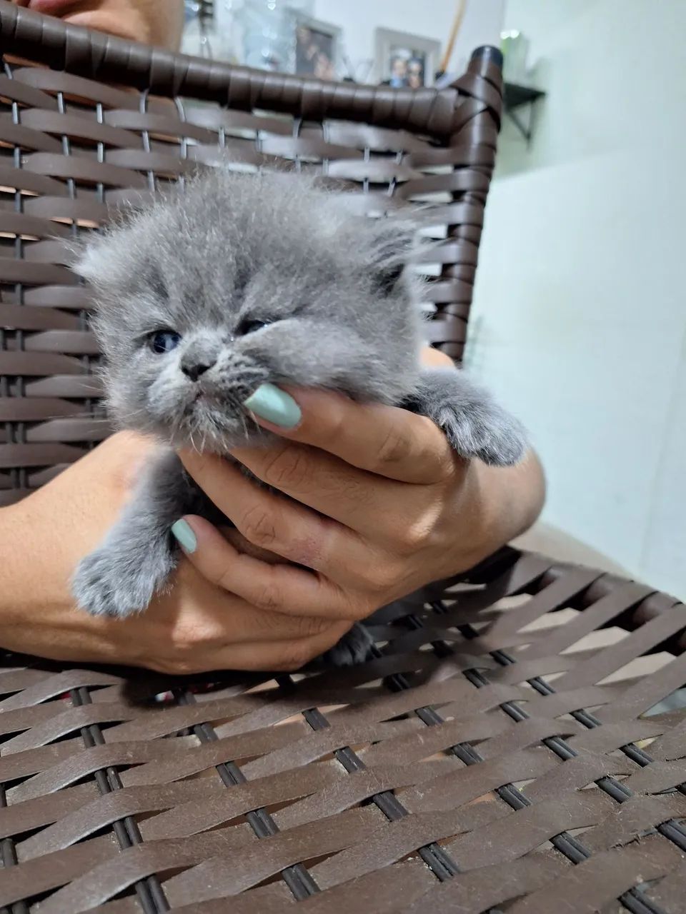 Gatinho Persa Branco - Foto 3