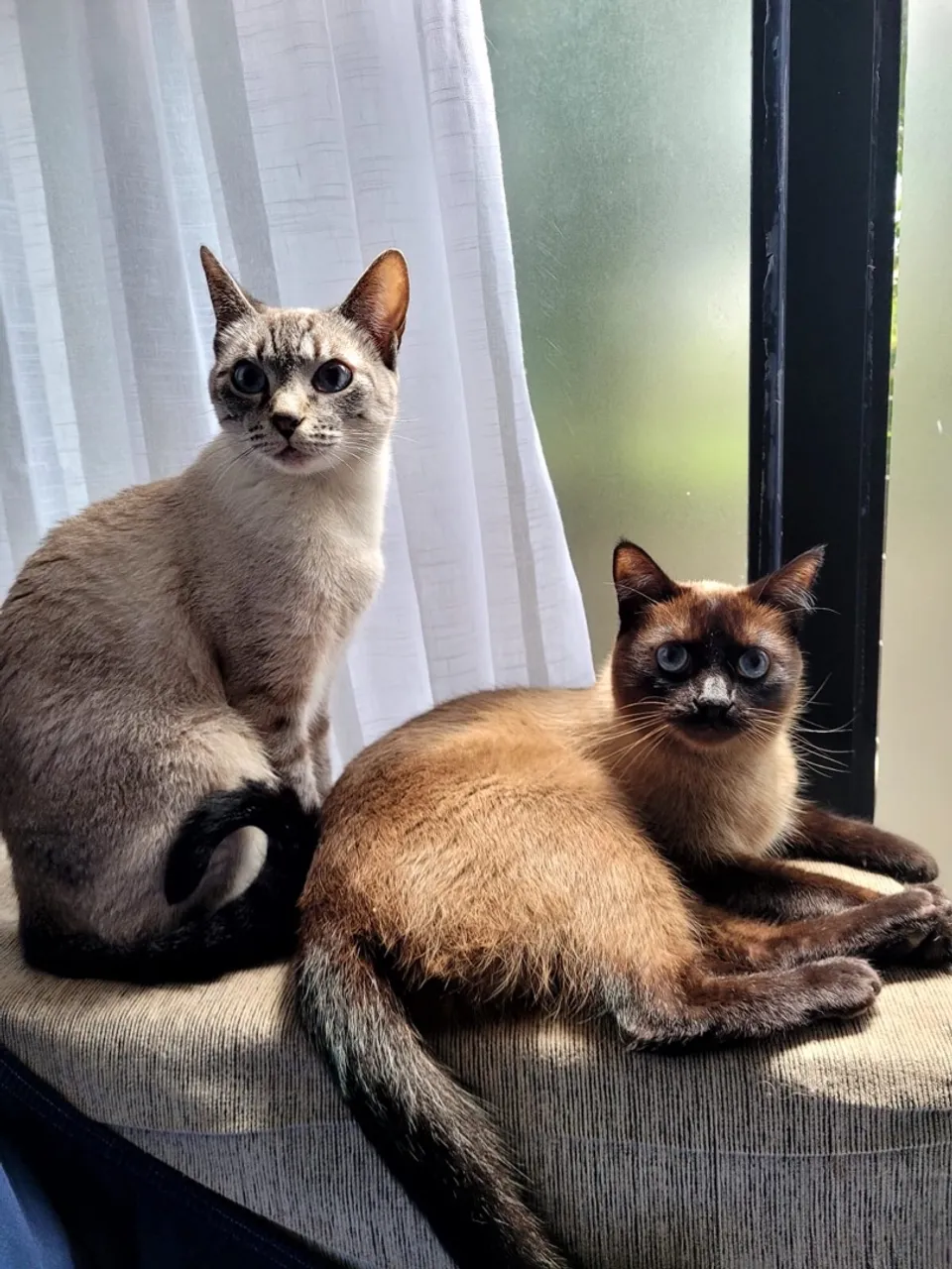 Lindos Gatinhos Siameses para Adoção