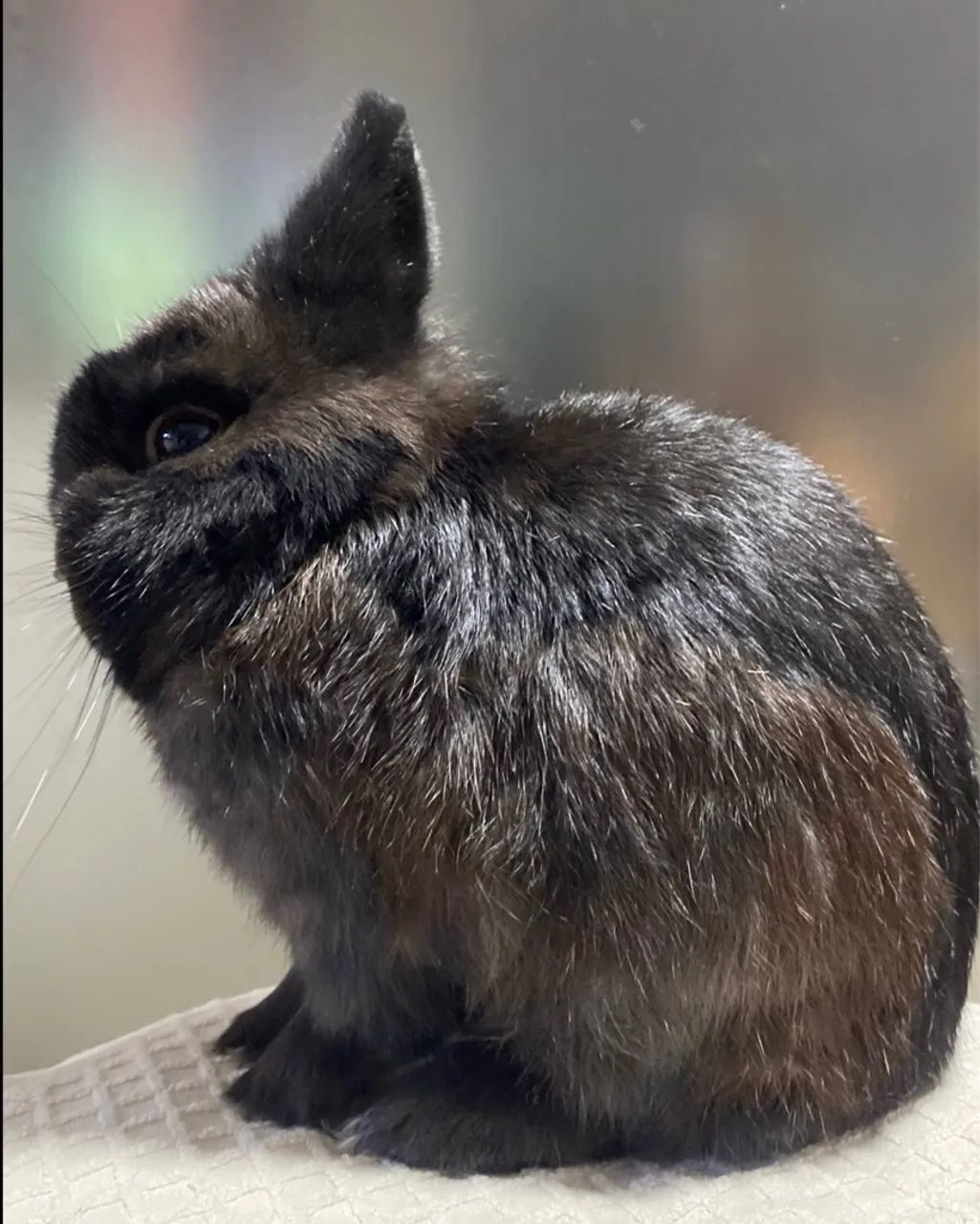 Netherland Dwarf - Coelho anão - Foto 2