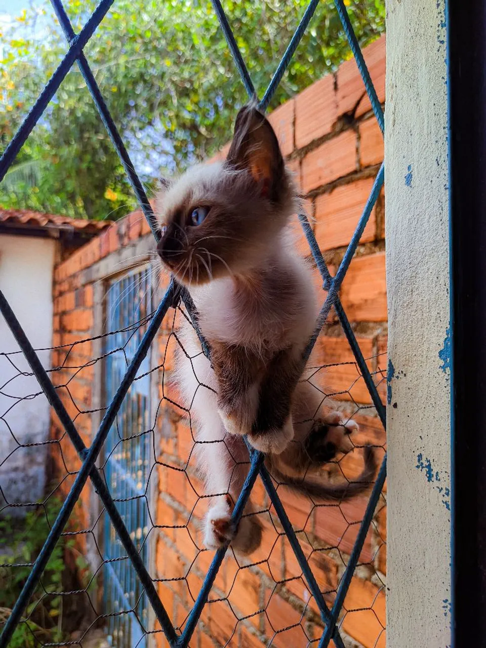 Gatinho Siames filhote 