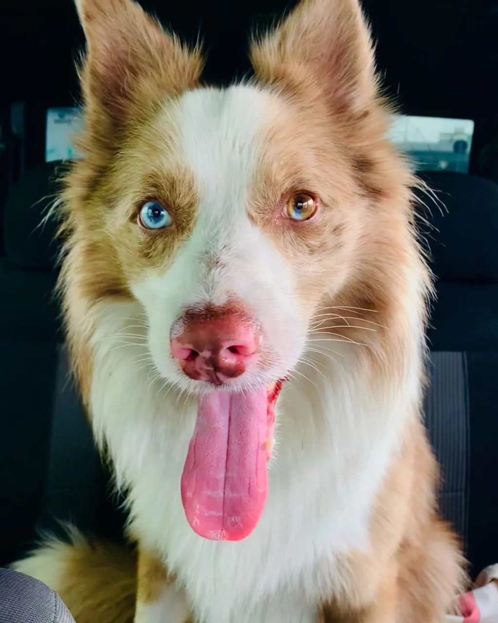 Border Collie Red Merle (Cobertura)