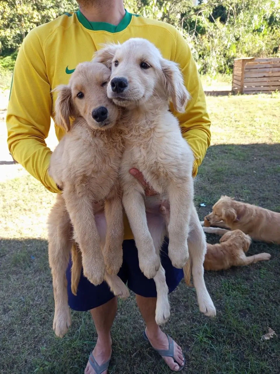 Filhotes Golden Retriever