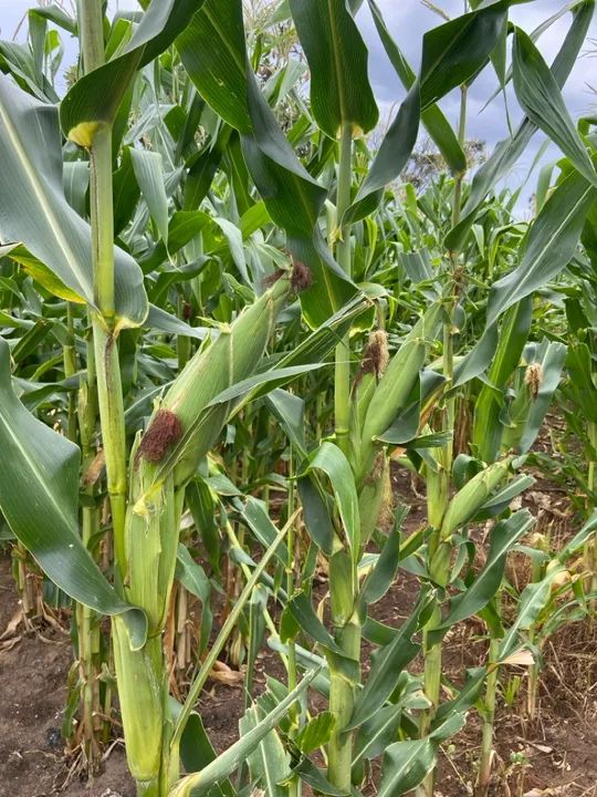 Milho verde fresco para venda - Foto 2