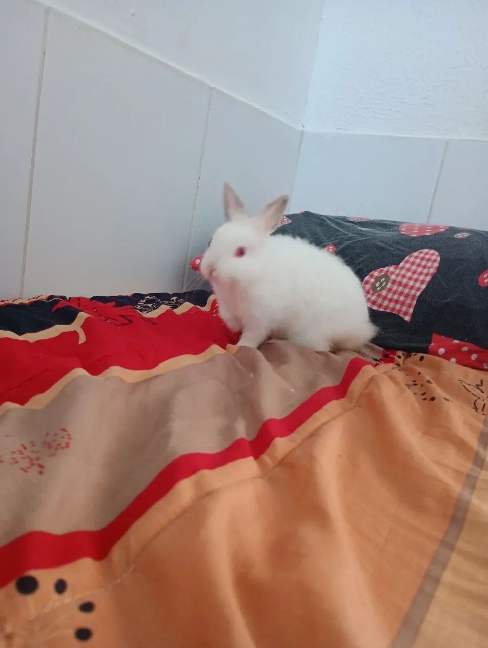 Coelho da raça Netland Rex