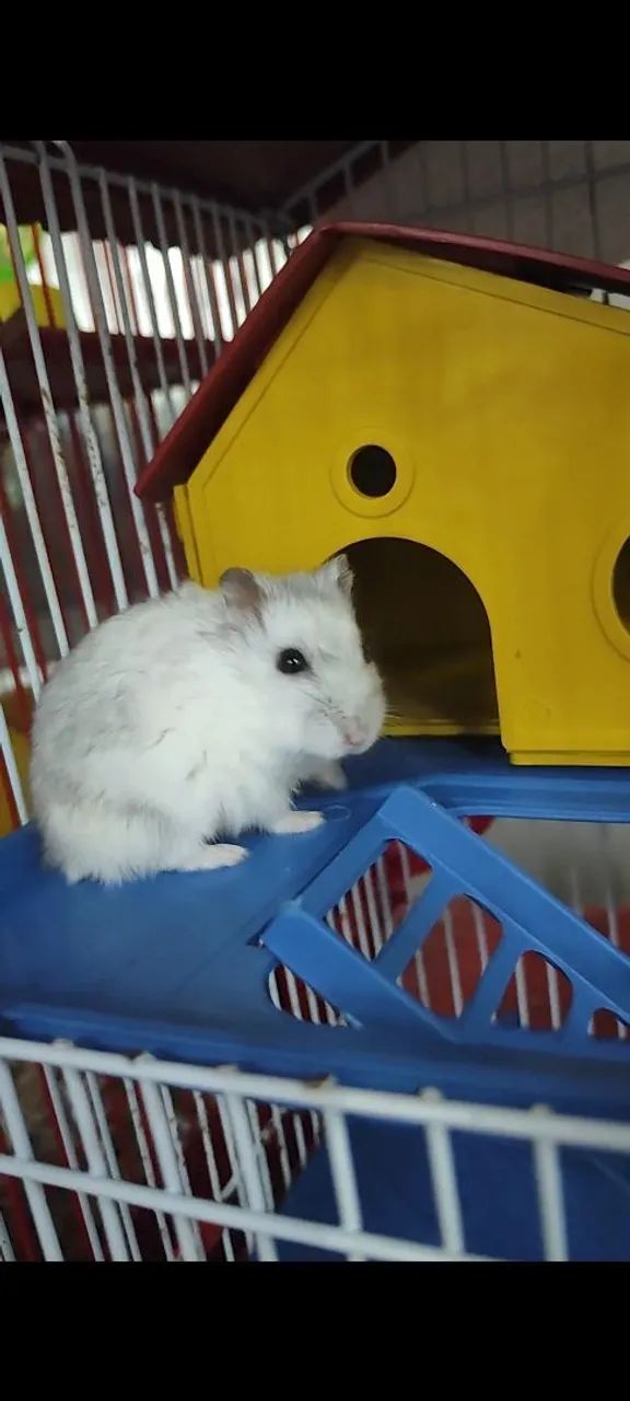 Hamster anão russo fofo e dócil  - Foto 5
