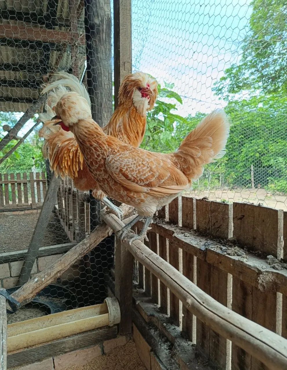 Pintinhos raça polonesa  - Foto 2