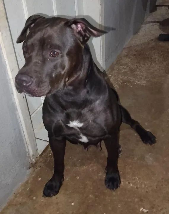  Filhotes PITBULL American TERRIE 