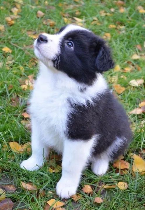 Filhote Border Collie