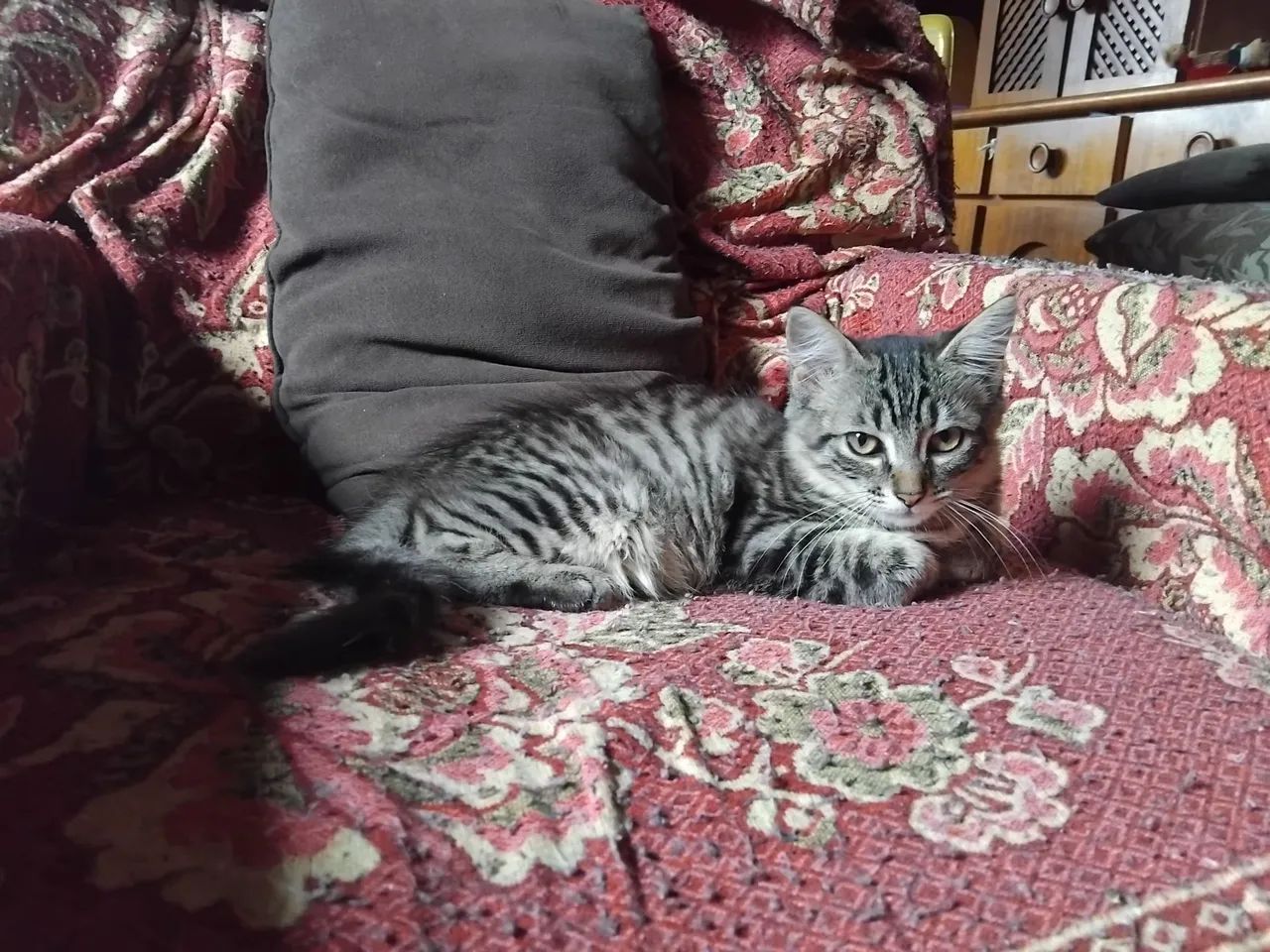 Fêmea filhote lindíssima