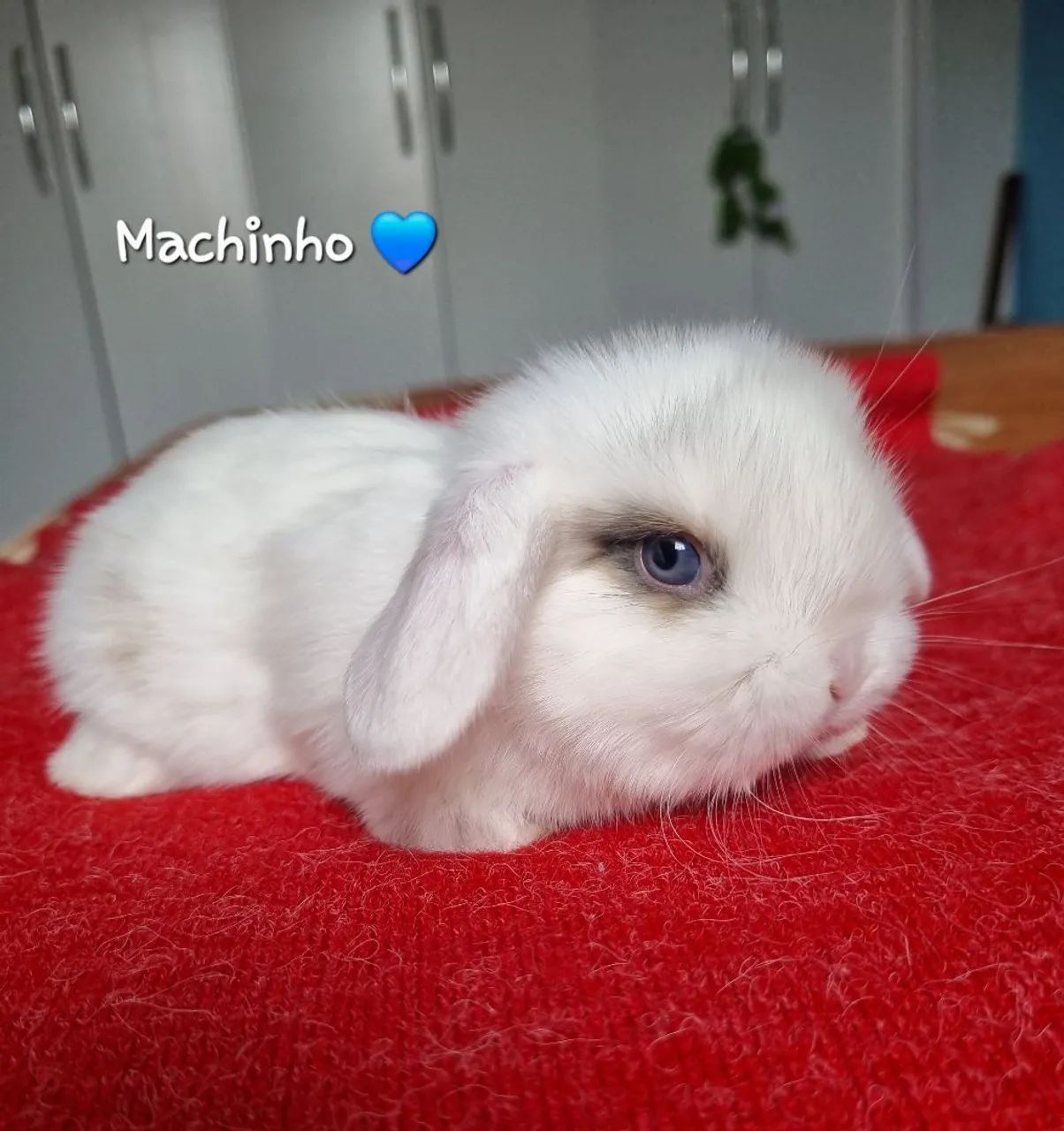 Coelhinho Mini Lop - Foto 4
