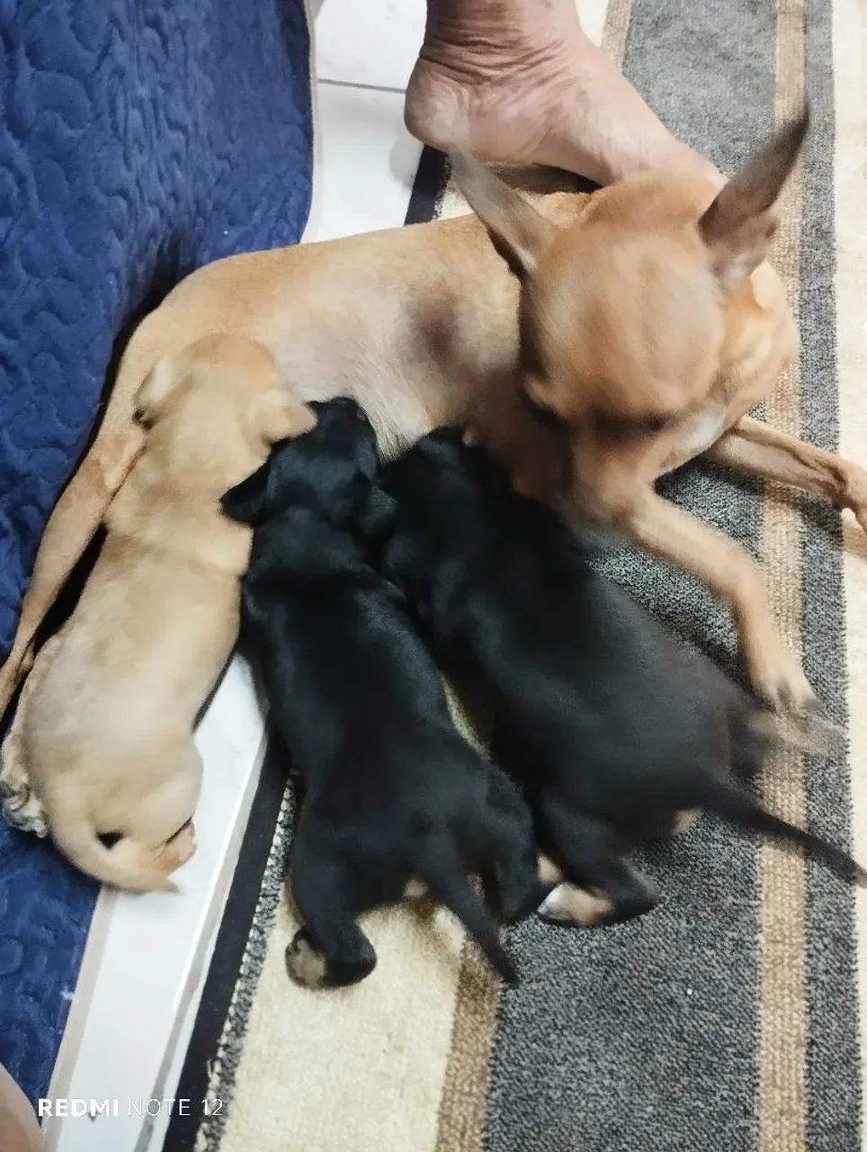 Filhote pinscher 02