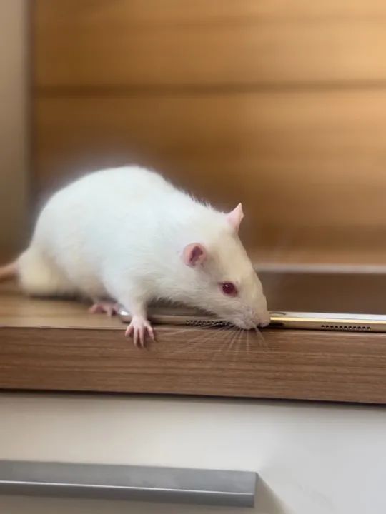 Rato Twister Macho - Foto 3