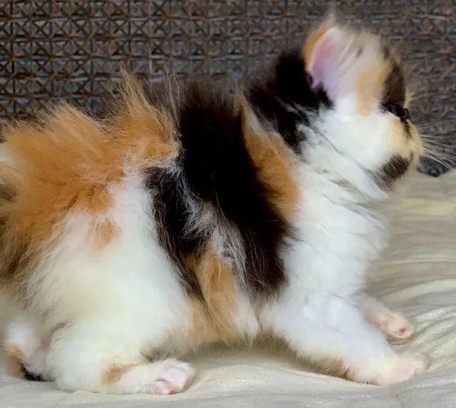 Show De Gata Persa filhote Feméa tricolor pelo longo extremadissima,C/55 Dias Super Linda. - Foto 3