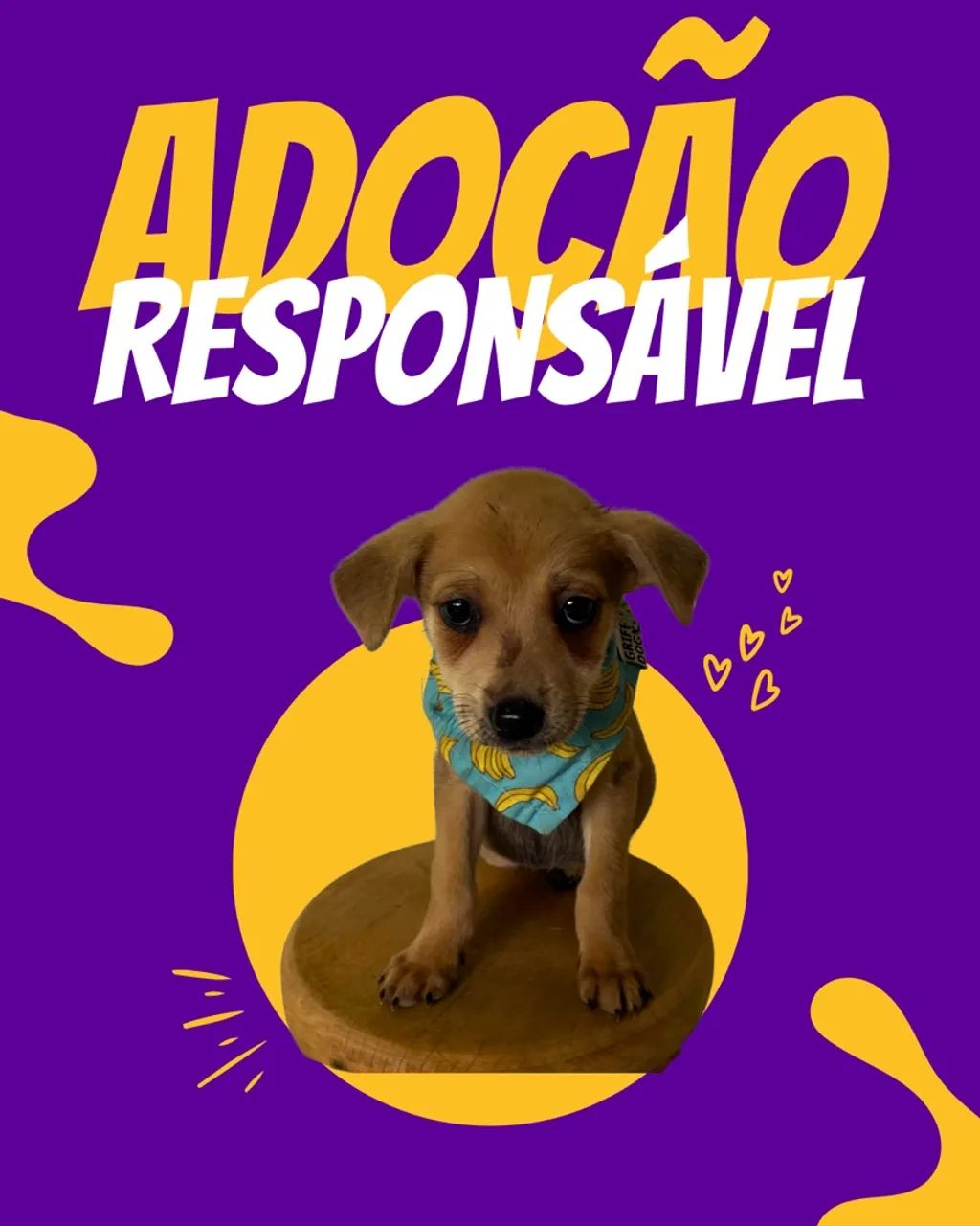 Adote um filhote com amor! - Foto 3