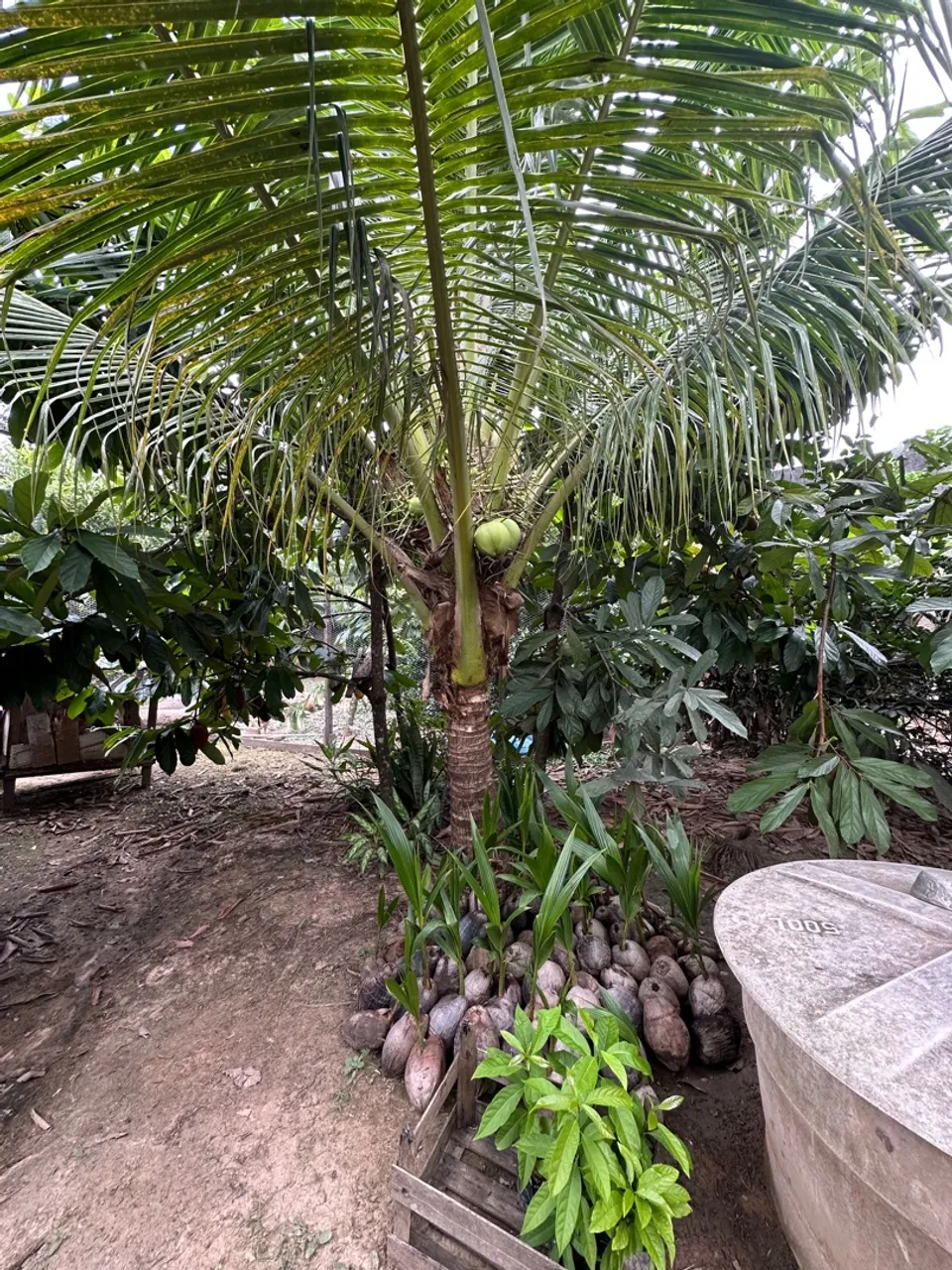 Mudas de coco anão