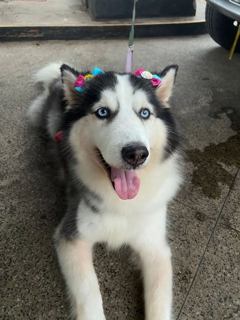Husky siberiano puro para cruzar